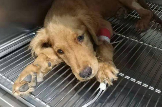 犬细小病毒的治疗方法 犬细小病毒如何治疗