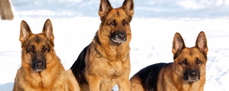 德牧如何训练，德牧幼犬的训练方法 幼犬德牧训练方法从哪里开始