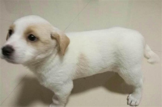 土狗怎么训练才听话，劳逸结合给予零食以安抚教育为主 土狗怎么训练才好