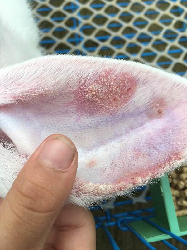 球虫是什么病?宠物兔得了球虫病如何治疗 兔子得了球虫病怎么预防和治疗