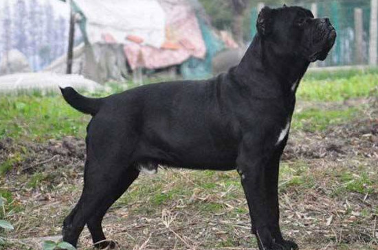 卡斯罗犬咬人吗 卡斯罗犬咬人吗小视频解说
