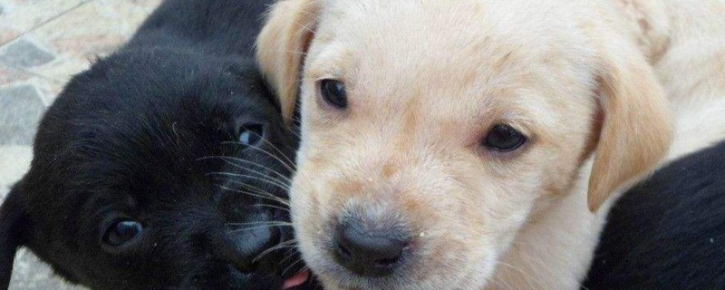 如何训练拉布拉多幼犬 如何训练拉布拉多幼犬握手