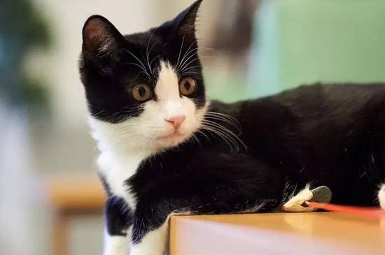 奶牛猫的性格特点 奶牛猫的性格特点是什么