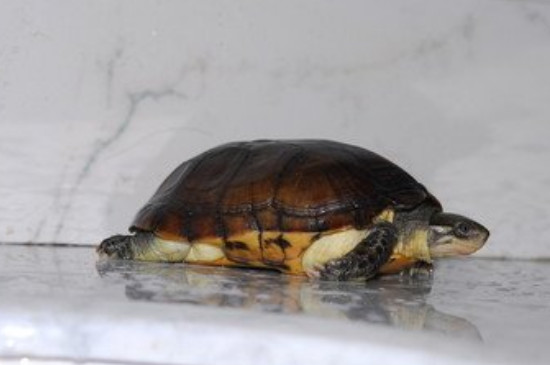 乌龟可以吃水果吗 乌龟可不可以吃水果
