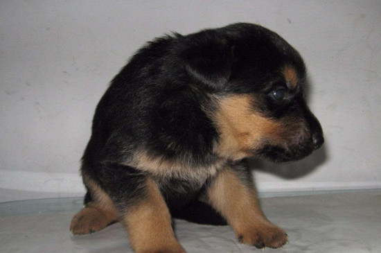 德牧几个月开始训练，德牧幼犬在3～5月后训练为宜 德牧保护幼犬