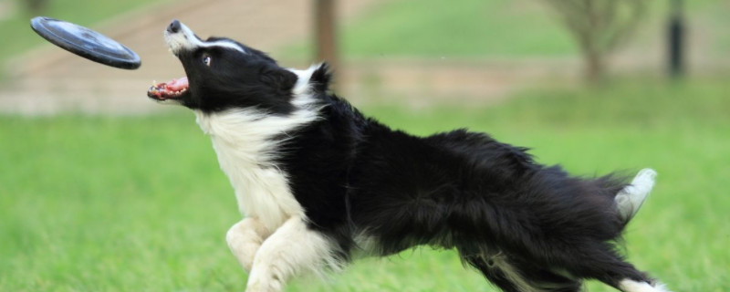 边境牧羊犬怎么训练飞盘 边境牧羊犬怎么养训练咬飞盘