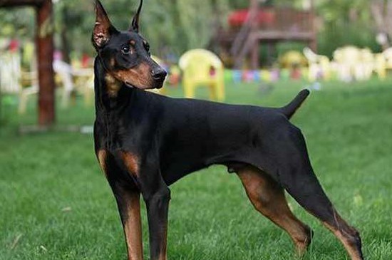 杜宾犬怎样训练，教你训练杜宾犬的4个技巧 杜宾犬怎么训练最好