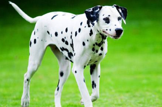 大麦町犬是中型犬吗 大麦町犬是中型犬还是大型犬