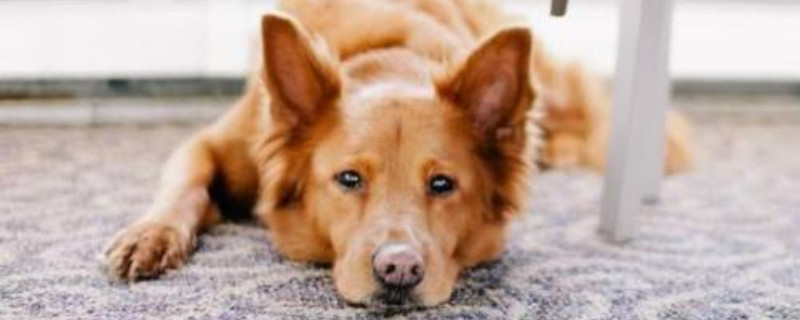 狗狗尿不出来每次几滴 狗狗尿不出来每次几滴还吐