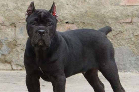 卡斯罗犬咬人吗 卡斯罗犬咬人吗小视频解说