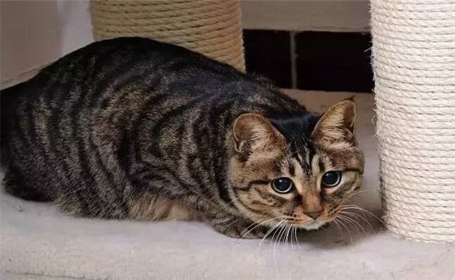 烂大街的狸花猫多少钱一只 狸花猫多少钱一只可以买到