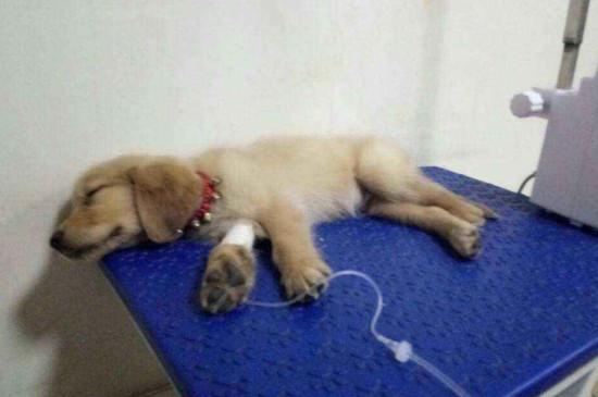 犬细小病毒的治疗方法 犬细小病毒如何治疗