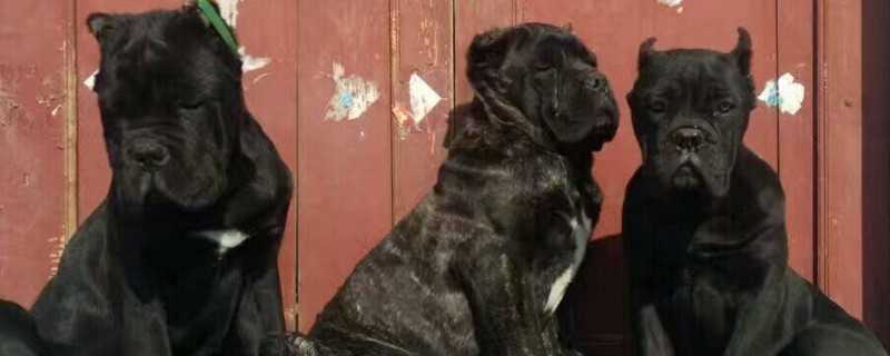 卡斯罗犬咬人吗 卡斯罗犬咬人吗小视频解说
