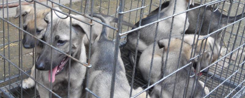 狼青犬训练方法 狼青犬的训练方法