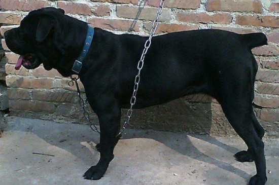 卡斯罗怎么训练才听话，卡斯罗犬训练方法与技巧 卡斯罗犬怎么训练的