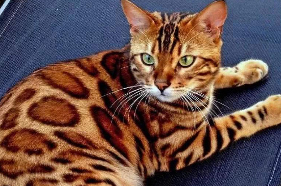 豹猫不吃猫粮怎么办，豹猫挑食的解决方法 孟加拉豹猫公猫调皮吗