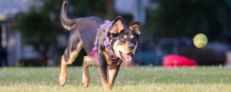 狗狗应该怎么训练 怎么训练狗狗打猎
