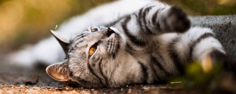 猫不在猫砂盆里尿是什么原因 猫不在猫砂盆里尿怎么回事