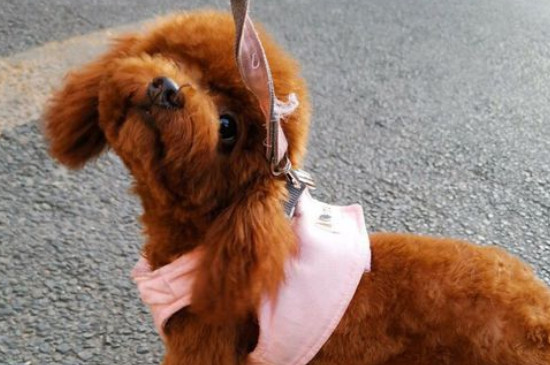 犬细小病毒症状和治疗，治疗细小最快的方法 犬细小病毒症状和治疗