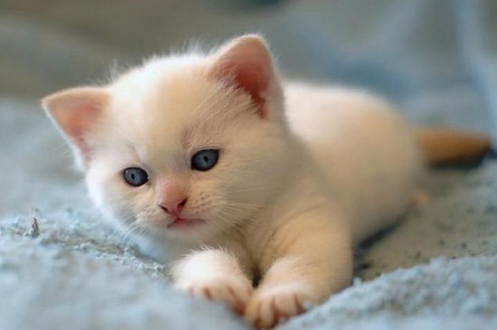 猫咪黑下巴结痂应该弄掉吗 猫咪黑下巴结痂可以撕掉吗