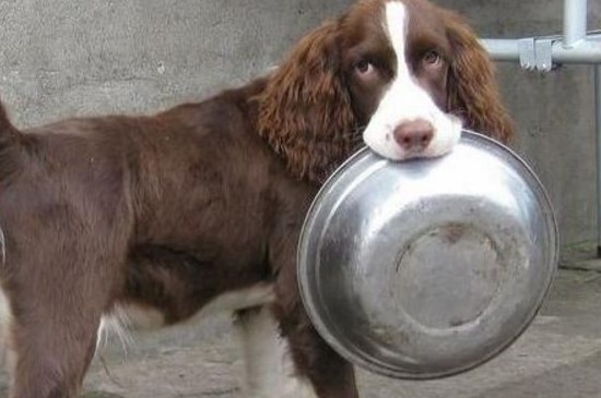 史宾格犬如何训练，教你4种快速训练史宾格的方法 史宾格犬怎样训养