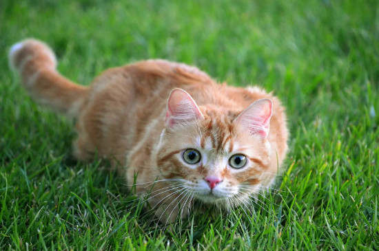 2岁的猫还可以重新认主人吗 布偶猫怎么确定猫认主人了