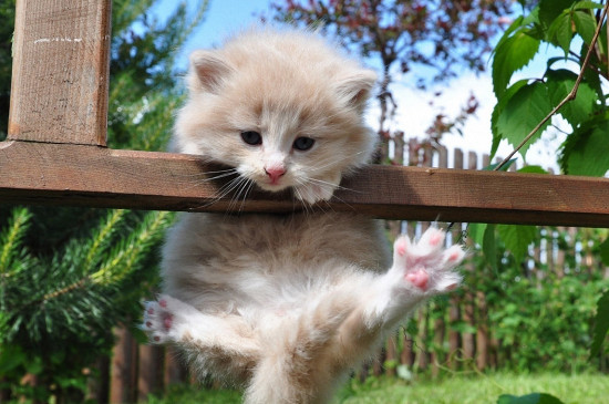 猫吃什么蔬菜 猫吃什么蔬菜养胃
