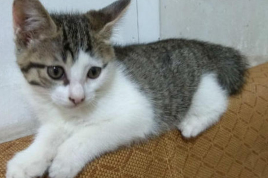 土猫认主人吗 土猫会认主人吗