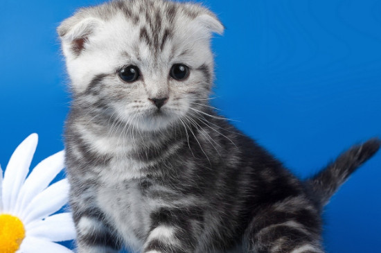 猫拉稀是什么原因导致的 猫又吐又拉稀是什么原因