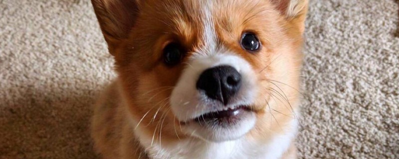 柯基犬怎么训练 柯基犬怎么训练合适