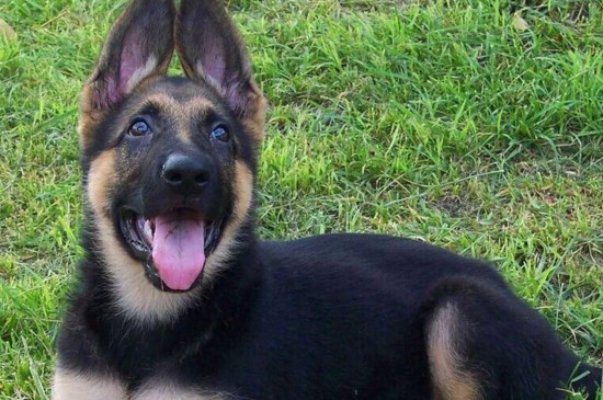德牧几个月开始训练，德牧幼犬在3～5月后训练为宜 德牧保护幼犬