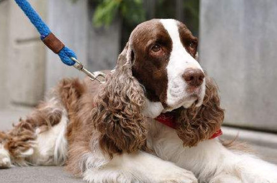 史宾格犬怎么训练，训练史宾格犬的三种方法 史宾格犬5个月怎么训练