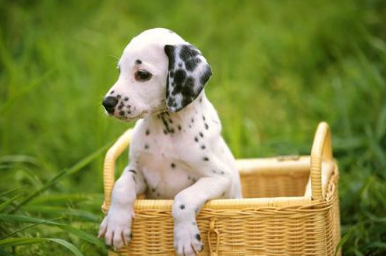 大麦町犬是中型犬吗 大麦町犬是中型犬还是大型犬