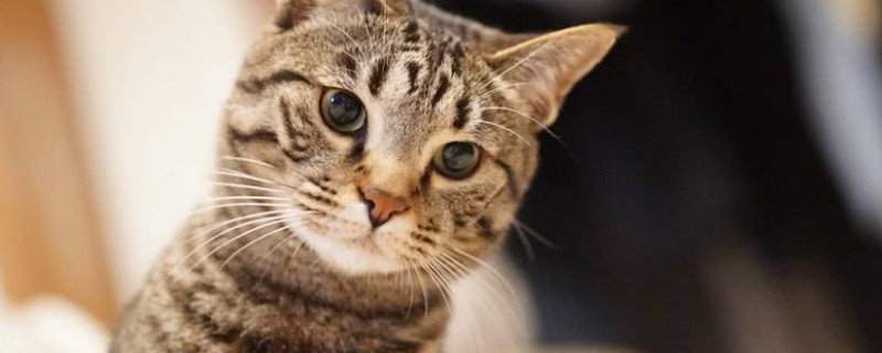 土猫认主人吗 土猫会认主人吗