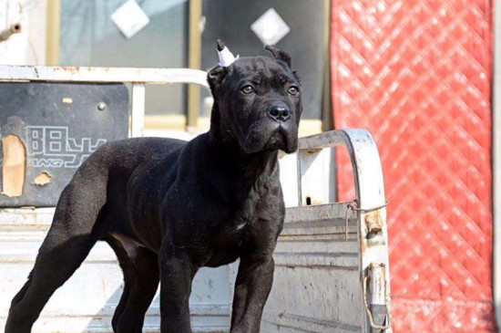 卡斯罗怎么训练才听话，卡斯罗犬训练方法与技巧 卡斯罗犬怎么训练的