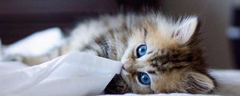 猫咪黑下巴结痂应该弄掉吗 猫咪黑下巴结痂可以撕掉吗