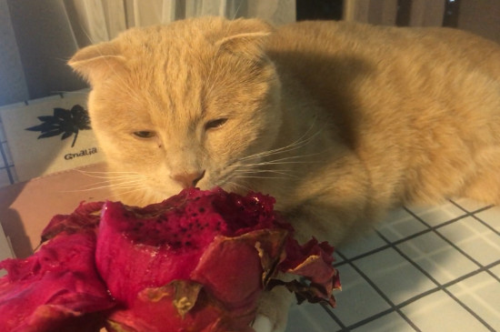 猫咪可以吃火龙果吗 猫可以吃火龙果吗