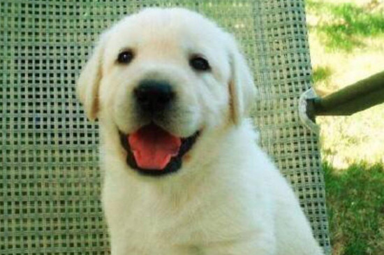 如何训练拉布拉多幼犬 如何训练拉布拉多幼犬握手
