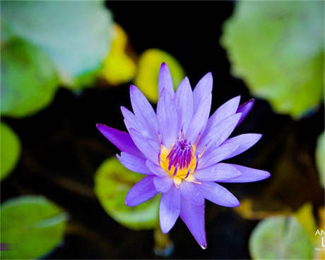 种植药材创业项目 农村种植什么最赚钱？盘点三大赚钱种植项目