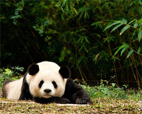 萝莉的战争 曾经被众多网友迷恋的萝莉女战士，现在早已牺牲在战场