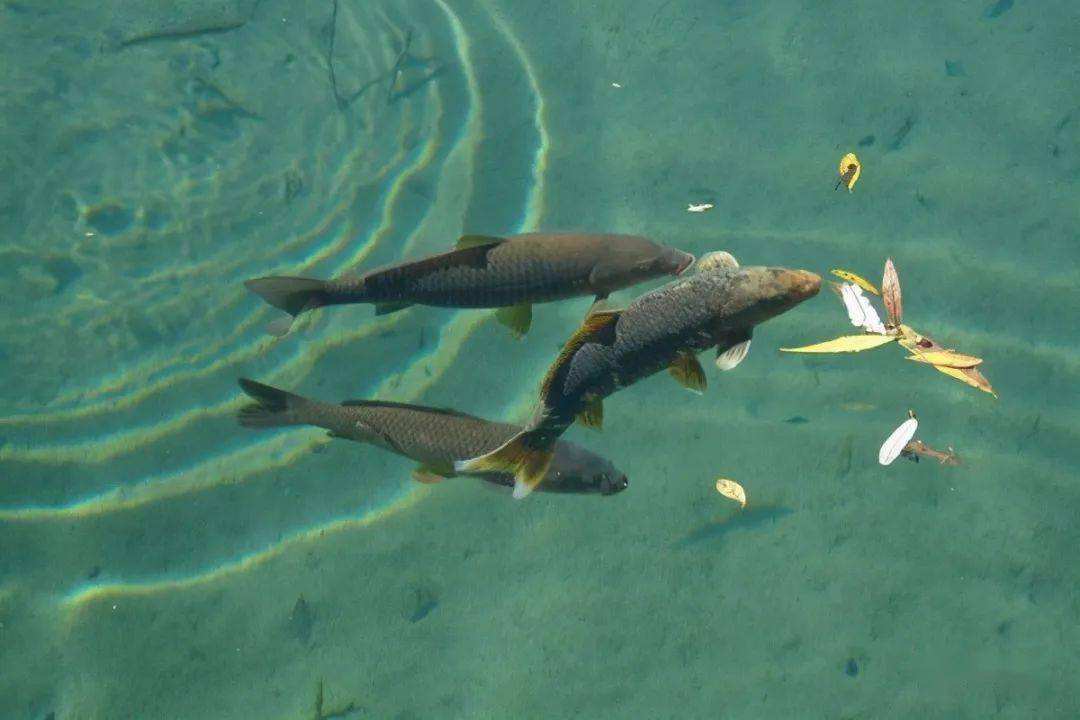 空中降鱼 空中降鱼是怎么回事 空中降鱼怎么发生的