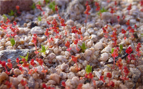 芙蓉姐姐图片大全大图 芙蓉姐姐简历资料 芙蓉姐姐近况图片