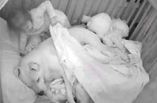 小犬与女孩 小女孩与90斤大型犬同睡一床引争议 父亲称狗是"保镖"
