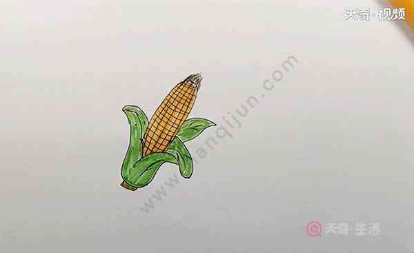 玉米的简笔画 玉米的简笔画 玉米的简笔画步骤