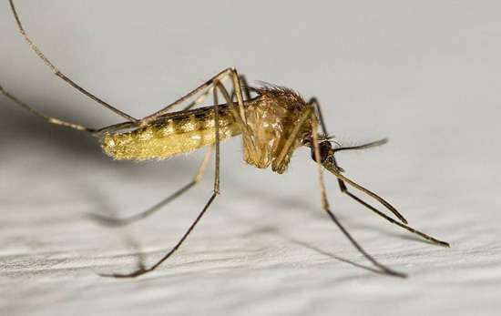 蚊子喜欢的血型 蚊子喜欢哪种血型 蚊子偏爱某种血型说法正确吗