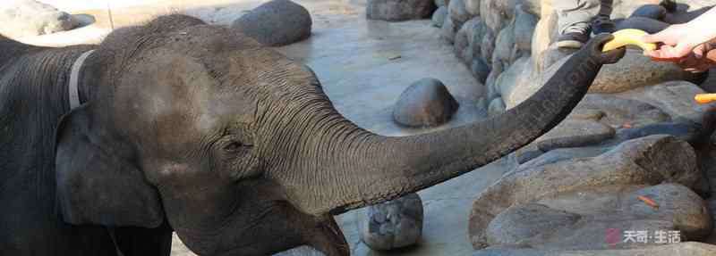 大象的耳朵像什么 大象的耳朵告诉的道理 大象的耳朵告诉的道理是什么