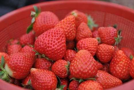 什么是牛奶草莓 奶油草莓是什么品种 什么时候成熟