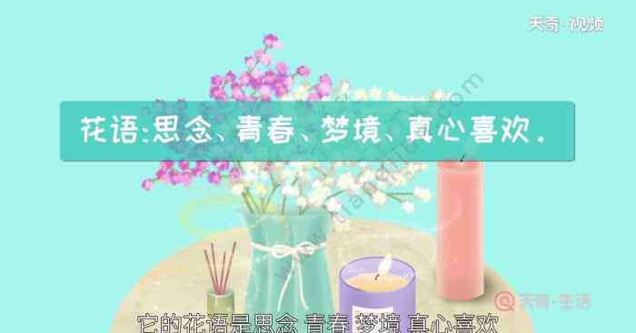 满天星代表什么意思 满天星花语和寓意 满天星的话语和寓意是什么
