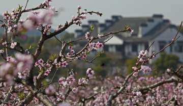 阳山桃花节 2018无锡阳山桃花节时间、门票介绍