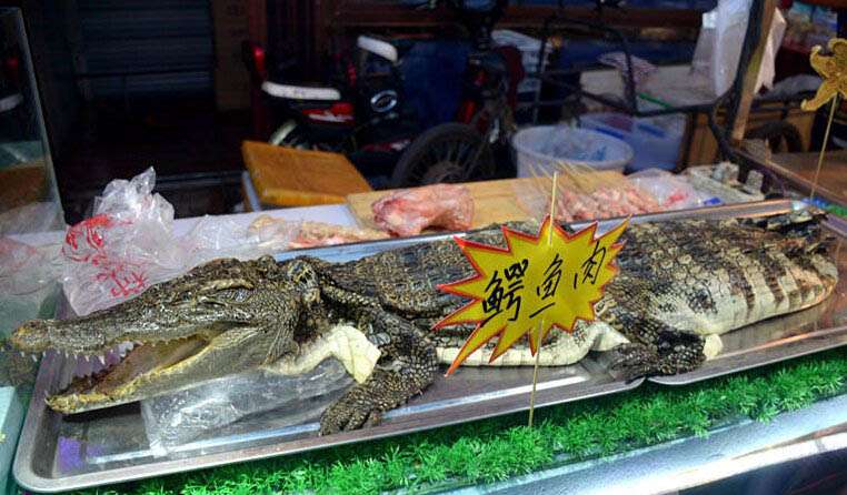 烤鳄鱼肉 烤鳄鱼肉好吃吗 鳄鱼肉烤串不违法吗